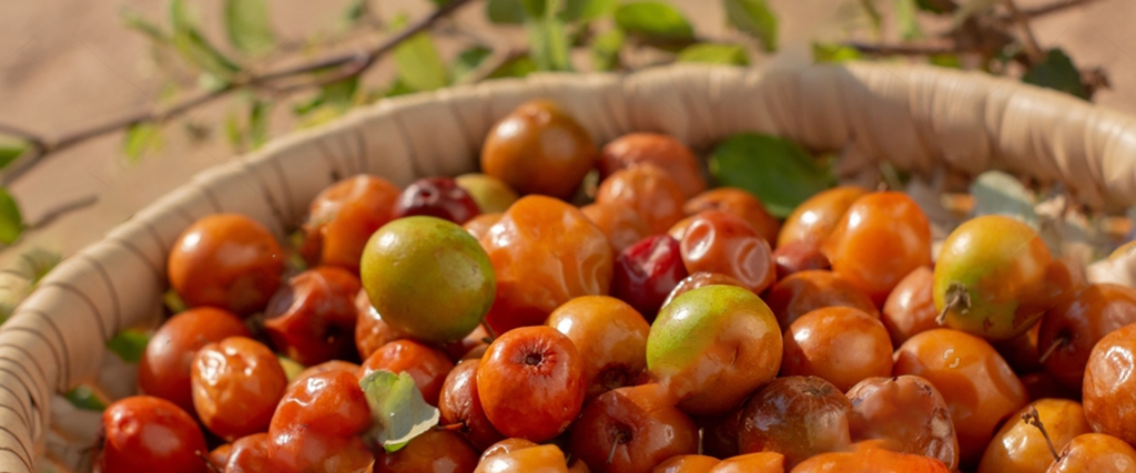 stock-photo-ziziphus-jujuba-commonly-called-jujube-also-known-as-chinese-date-chinese-apple-indian-plum-2037060851